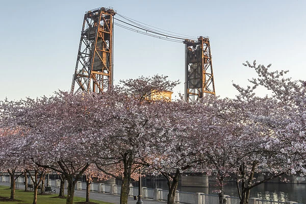 Portland, Oregon. Cherry trees in bloom at Tom McCall Waterfront Park on the Willamette