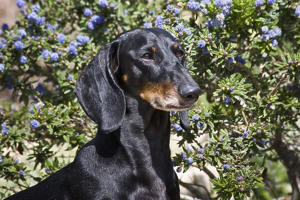 Portrait of a Dachshund  /  Doxen standing in front of blue flowers