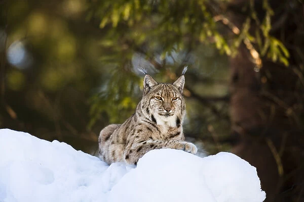 Portrait of Eurasian Lynx (Lynx lynx), subspecies carpathica, in winter and snow, captive