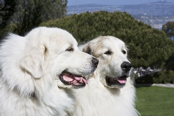Portrait of two Great Pyrenees together at a Laguna Beach park in California