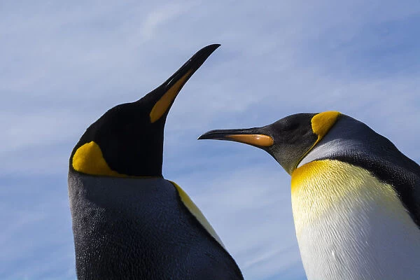 Portrait of two King penguins, Aptenodytes patagonica