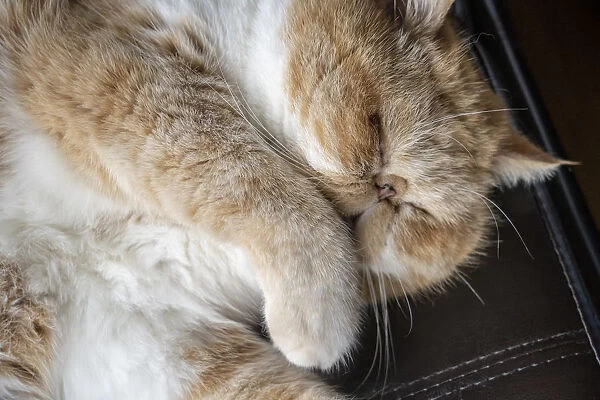 Portrait of a sleeping purebred exotic shorthair domestic cat. (PR)