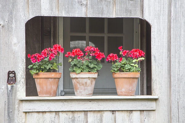 Three pots of pink geraniums on railing