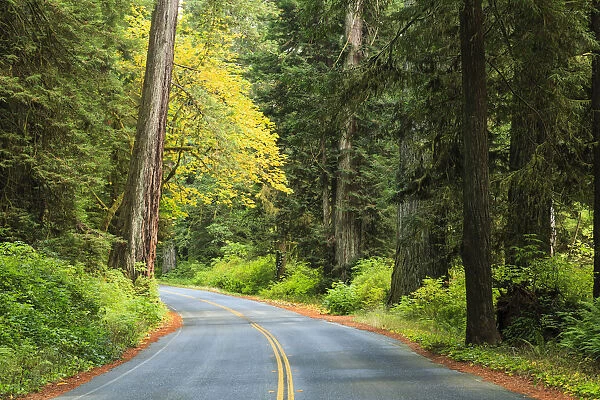 Prairie Creek area, Redwoods State Park, Coastal Redwoods, Northern California Coast, USA