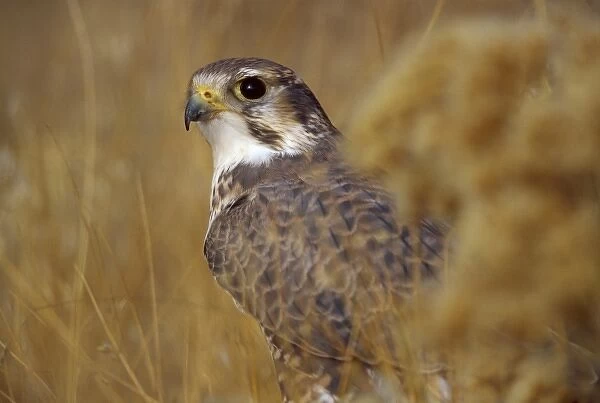 A Prairie Falcon (Falco mexicanus) (captive)