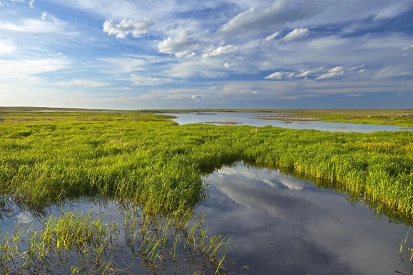 Prairie wetlands at Wards Dam in Valley County, Montana, USA