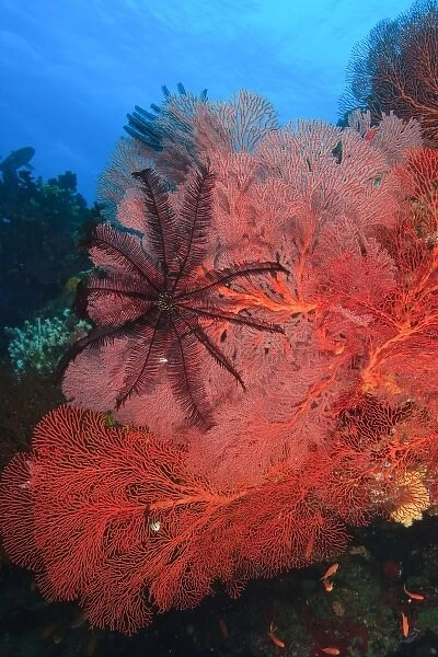 Pristine Gorgonian Sea Fans and crinoids, Bligh Water, Viti Levu, Fiji, South Pacific