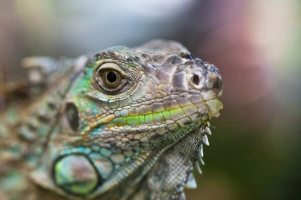 Profile of a Green Iguana (Iguana iguana) with colorful scales and facial detail