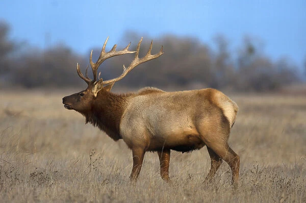 Profile photo of a Male Elk (cervus canadensis)