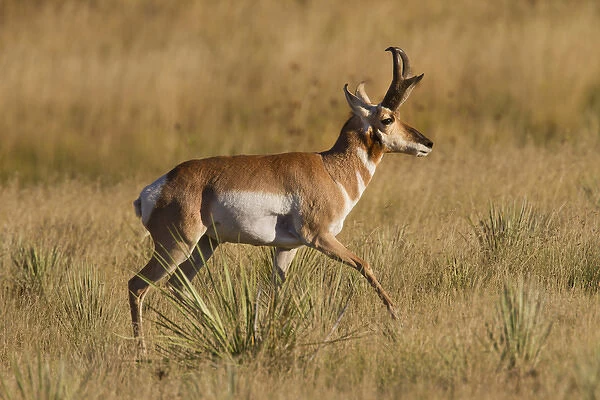 Pronghorn (Antilocapra americana) running through prairie grass