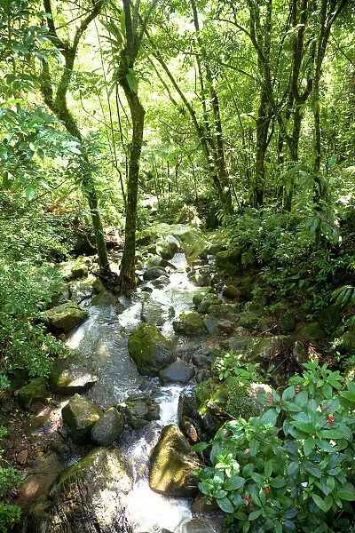 Puerto Rico - Filtered sunlight is shining down on a tropical forest stream. Vertical