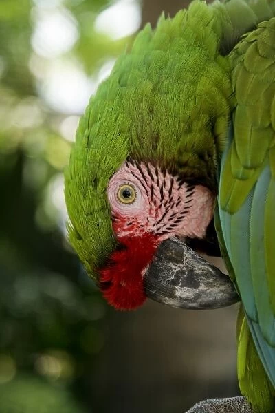 Puerto Vallarta, Mexico. Military Macaw