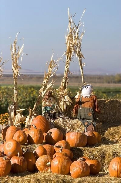 Pumpkin display with hay bales and scarecrows at a roadside fruit stand in Fruitland, Idaho