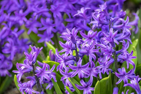 Purple hyacinth, USA