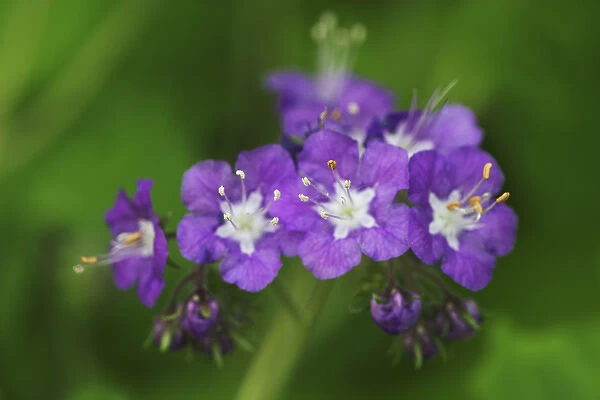 Purple Phacelia, Phacelia bipinnatifida Great Smoky Mountains National Park, TN  /  NC