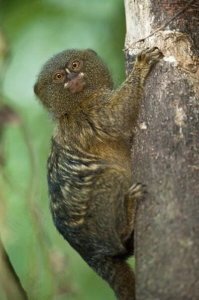 Pygmy Marmoset (Cebuella pygmaea), Napo River bordering Yasuni National Park, Amazon Rain Forest