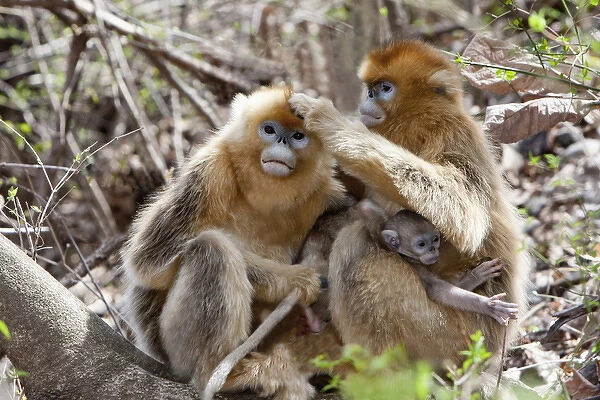 Qinling Mountains, China, Golden Monkey family grooming