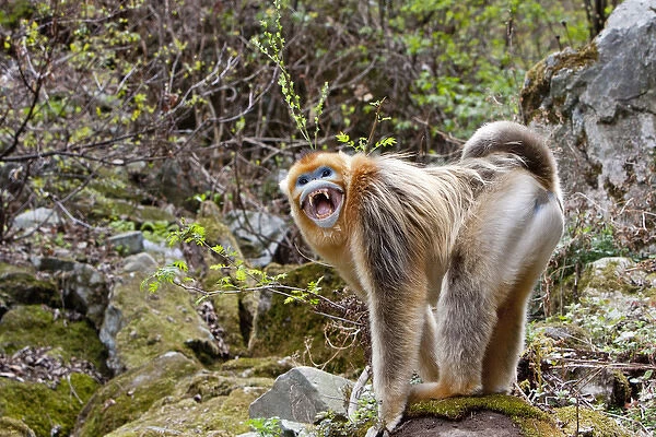 Qinling Mountains, China, Male Golden monkey showing teeth in defiance
