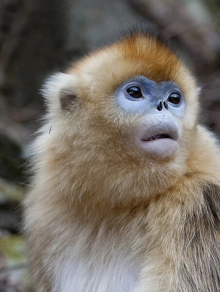 Qinling Mountains, Female golden monkey