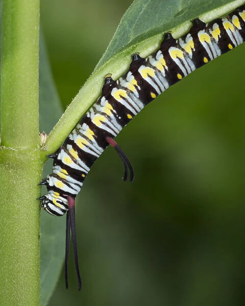 Queen larvae or caterpillar, Danaus gilippus, Florida