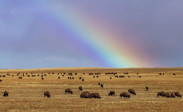 Rainbow over the Blackfeet Nation Bison herd near Browning, Montana, USA
