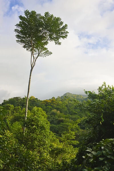 Rainforest in Pico Bonito National Park, Honduras