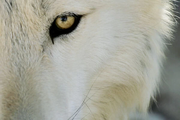 Ramah, New Mexico, United States. Wild Spirit Wolf Sanctuary