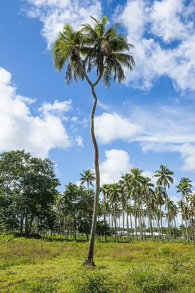 Very rare double headed palm tree, Tongatapu, Tonga, South Pacific
