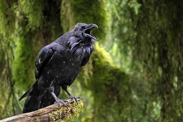 Raven, Anan Creek, Wrangell, Alaska