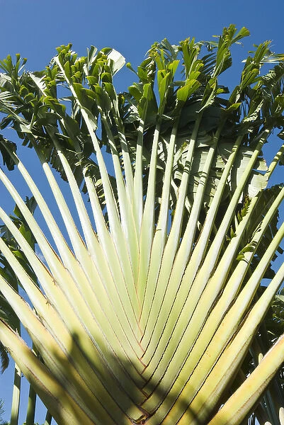 Ravenala Madagascariensis Palm, Travellers Tree or Travellers Palm, Antigua