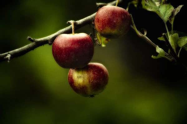 Red apples hanging from branch stilllife