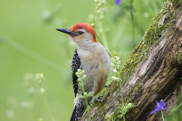Red-bellied Woodpecker (Melanerpes carolinus) male in flower garden, Marion County, IL