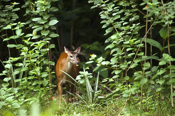 Red Brocket Deer (Mazama americana) Atta Lodge Iwokrama Forest Reserve