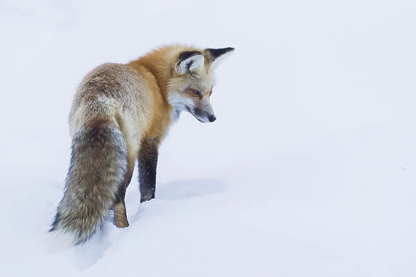 Red fox, intently listening for a potential meal beneath the snow