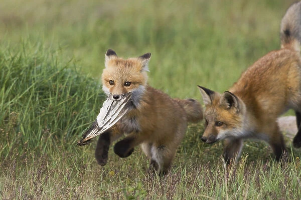 Red Fox Kits Playing with bird wing