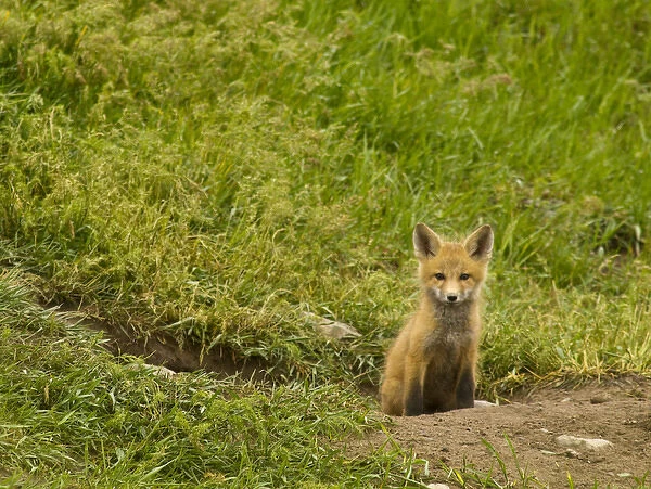 Red fox pup at den site in Mission Valley, Montana, USA