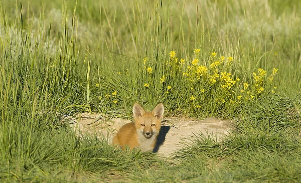 Red Fox (Vulpes Fulva) Kit at den near Saratoga, Wyoming