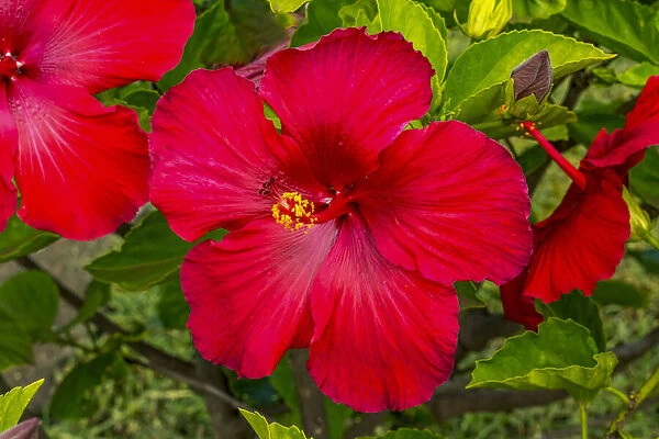 Red hibiscus flowers, Easter Island, Chile