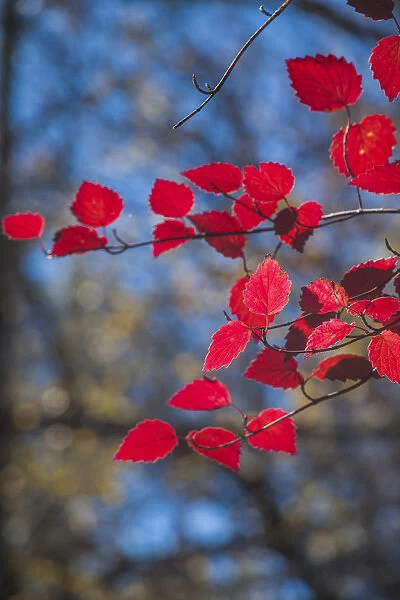 Red leaves on tree branch against blue sky