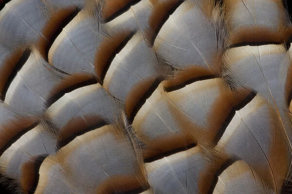Red-legged Partridge Flank feathers