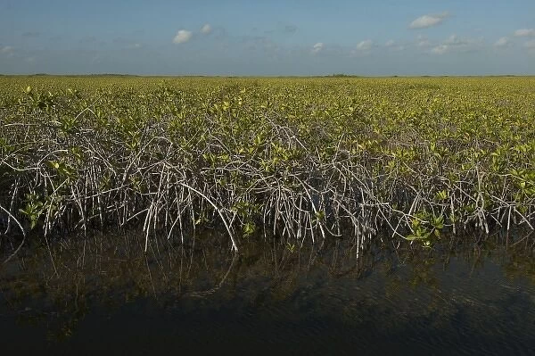 Red Mangrove (Rhizophora mangle), Sian Ka an Biosphere Reserve, Quintana Roo