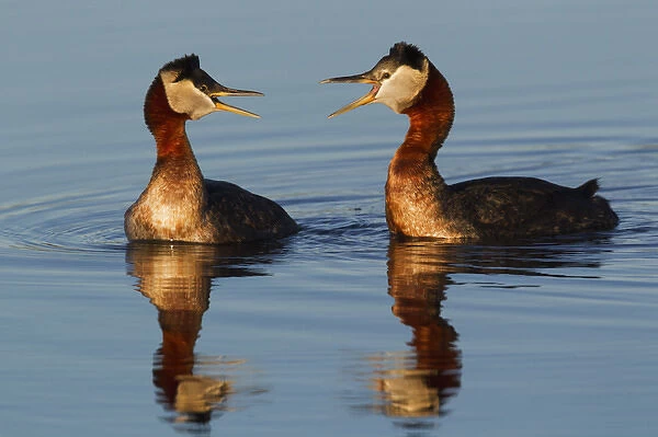 Red-necked Grebes Calling