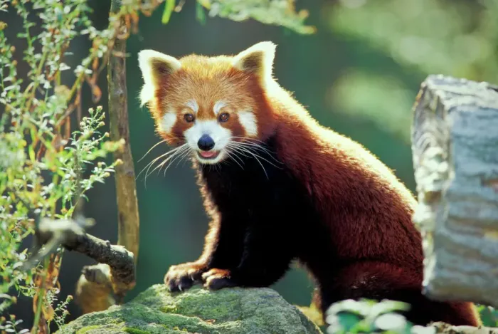 Framed Print : Red Panda Print - Ailurus fulgens Photo Framed Print : Red Panda Print - Ailurus fulgens Photo