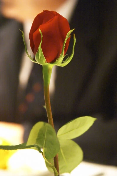 A red rose decorating the table. The Rosa Negra Restaurant, The Black Rose, Buenos Aires Argentina