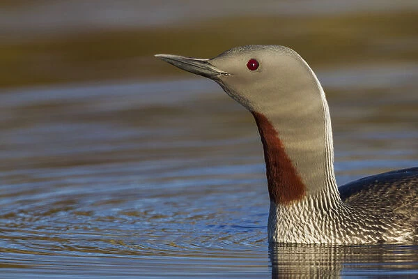 Red-throated Loon Close-up