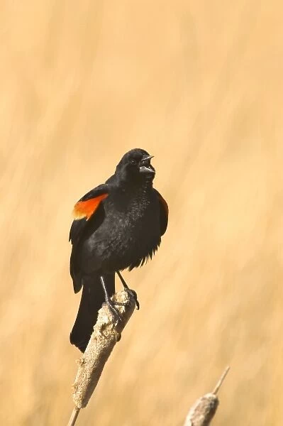 Red Winged Blackbird on a cattail at Freezeout Lake NWR in Montana