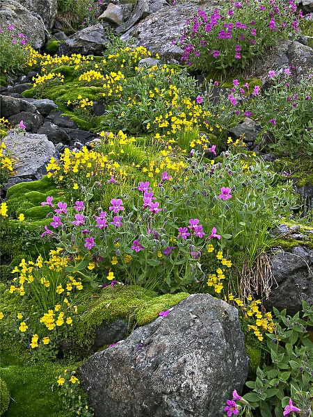 Red and yellow monkeyflowers cover a talus slope in Washingtons Cascade Mountains