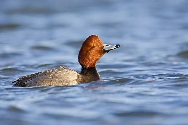 Redhead (Aythya americana) duck, adult male swimming on the Laguna Madre (bay) near