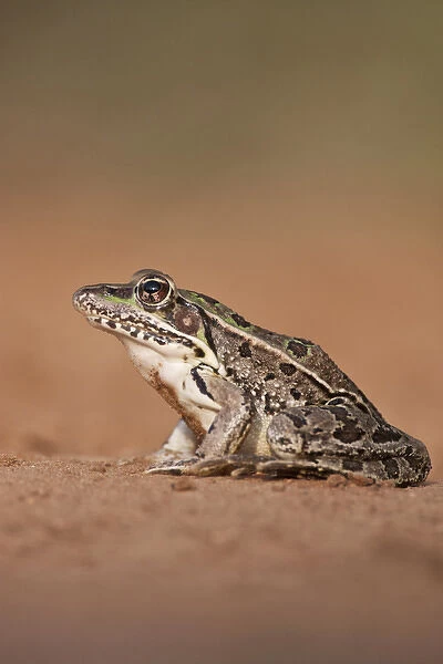 Rio Grande Leopard Frog (Rana pipiens berlandieri) sunning, Texas