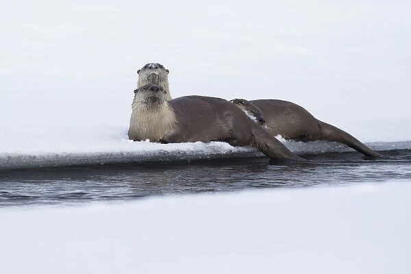 River otters resting
